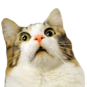 [sticker](media:AAQCAAPvAAMcvTYCAlC9mZEBlbSrgYQqAAQBAAdtAAMaJwACFgQ@telegram)