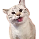 [sticker](media:AAQCABM70TgOAAT0xo02wqg9YCFDAAIC@telegram)