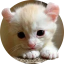 [sticker](media:AAQCABMJcHENAASlLzDsVgIjWvhIAAIC@telegram)