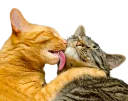 [sticker](media:AAQCABN-O4QqAAS_2HecnzVsF-ExAAIC@telegram)