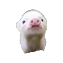 [sticker](media:AAQCABNCgbcNAARAqiFysEkoVW9jAAIC@telegram)