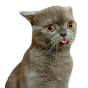 [sticker](media:AAQCABNkM4QqAARcHL3S6aH3e1c_AAIC@telegram)