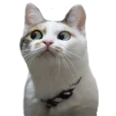 [sticker](media:AAQCABOOJ4MqAAR8E91hmRfn9CsAAwI@telegram)