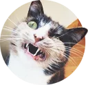 [sticker](media:AAQCABOcsJoOAATho-pENQjqyVWHAAIC@telegram)