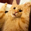 [sticker](media:AAQCABPZ-HANAAQdIgzQNHSHyD9GAAIC@telegram)