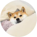 [sticker](media:AAQEABONOiwZAATsmQeXVGKNOf4pAAIC@telegram)