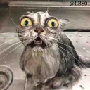 [sticker](media:AAQEABOkO0EZAASXUR1vfTSwtF1EAAIC@telegram)