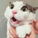 [sticker](media:AAQFABM5dMoyAAQfFPiLMKacx3kwAAIC@telegram)