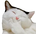 [sticker](media:AAQFABMYP9UyAARopB6sTy6GfigYAAIC@telegram)