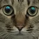 [sticker](media:AAQFABMfYtYyAARZ1xdTUjYVgZ4GAAIC@telegram)