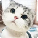 [sticker](media:AAQFABMtCMoyAASvUo-G2RAAAVc9RgACAg@telegram)