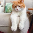 [sticker](media:AAQFABN9KtAyAARRynlfA-ZrSwgrAAIC@telegram)