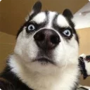 [sticker](media:AAQFABNXFsoyAASybe052nTAIFlUAAIC@telegram)