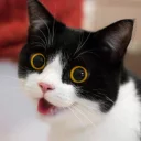 [sticker](media:AAQFABNZoMoyAASgqZ0reuK3b3s2AAIC@telegram)