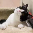 [sticker](media:AAQFABNymsoyAASEdXoPtg2MHGgnAAIC@telegram)