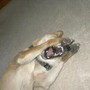 [sticker](media:AAQFABOaKb4yAARW211eRgVmejofAAIC@telegram)