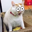 [sticker](media:AAQFABOrxssyAASca_wpH_4RDMQdAAIC@telegram)