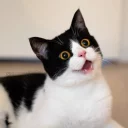 [sticker](media:AAQFABP6ocoyAARCPK4WcDVswrcrAAIC@telegram)