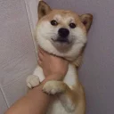 [sticker](media:AAQFABPo0tQyAASCh_bHmt8LLYcBAAIC@telegram)