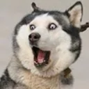 [sticker](media:AAQFABPpX74yAAQOSjzsqqLtqN0bAAIC@telegram)