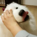 [sticker](media:AAQFABPwSdMyAASu8YNGGQbAAeg7AAIC@telegram)