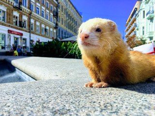 [photo](media:AgACAgUAAx0CPZbPgAABFXOnX2YtuKvP_EsPiWHsd-oMsxV6C3kAAl2qMRvzhjBXTL5Enw9AhwW0oMJsdAADAQADAgADbQAD0sgAAhsE@telegram)