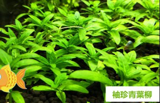 [photo](media:AgACAgUAAx0CQEMBJgABCy_XXlJVMSjCeEHkT5dmodnqghFJNVwAAimpMRtnSJBWP2dbCo0QpjQbLhszAAQBAAMCAANtAAP8ZQQAARgE@telegram)