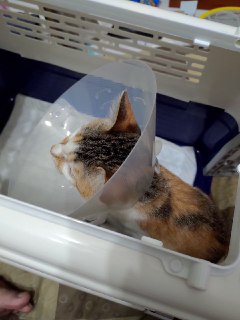 [photo](media:AgACAgUAAx0CQEMBJgABCz07Xl-reWTSivGjueB4f8qsHoZtz7AAAvKpMRtmfQABVz20QT77H5L332FmanQAAwEAAwIAA20AA7UEAQABGAQ@telegram)