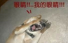 [photo](media:AgADBQAD2KgxG62DuFTEtbOT220vsbaOAjMABAEAAwIAA20AA4MLAwABFgQ@telegram)