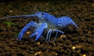 [photo](media:AgADBQAD5qgxGzoxkVaKWXseJyiLDk2x-TIABAEAAwIAA20AAwV4AQABFgQ@telegram)