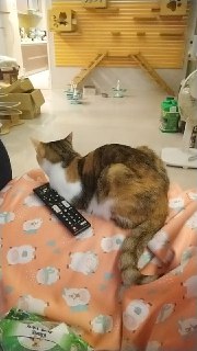 [photo](media:AgADBQAD86gxG7UByVTn-arT-vgEyS2IAjMABAEAAwIAA20AAycmAwABFgQ@telegram)