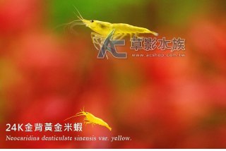[photo](media:AgADBQAD96gxG3BNAAFWVjlKm1CvSK6FT_YyAAQBAAMCAANtAAPGOgYAARYE@telegram)