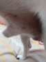 [photo](media:AgADBQADB6kxG9xh6VcDkU9QbTVMXBKA3zIABGrOXJbZu5pO11AFAAEC@telegram)