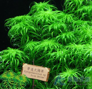 [photo](media:AgADBQADCKoxG1NpOVWSufG2FAGoBmiC-TIABAEAAwIAA20AA49PBQABFgQ@telegram)