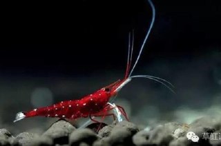 [photo](media:AgADBQADFKkxG8amMVfgV1GeZP0GeamFAjMABAEAAwIAA20AA4k9AQABFgQ@telegram)