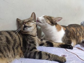 [photo](media:AgADBQADFqkxG7-lEVbjtazbmSfRclJ0-TIABAEAAwIAA20AA2BnBgABFgQ@telegram)