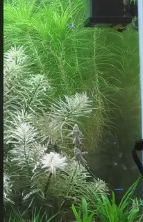 [photo](media:AgADBQADG6kxGxo86FR7lnSw9Qak6sax-TIABAEAAwIAA20AA69JBAABFgQ@telegram)