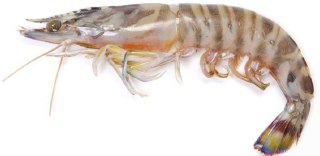 [photo](media:AgADBQADGakxG3HAKFdk6zGSuvatUayp-TIABAEAAwIAA20AA2EoAgABFgQ@telegram)