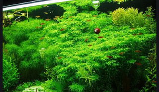 [photo](media:AgADBQADMKkxG8FoCVSCgk1f2CxmSc4tGzMABAEAAwIAA20AAwraAQABFgQ@telegram)