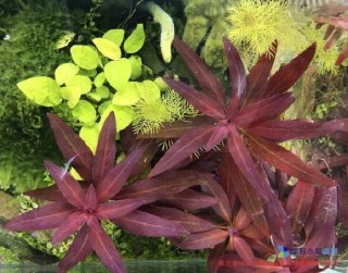 [photo](media:AgADBQADN6kxG0KJmFQQkaOlnld5UnAWGzMABAEAAwIAA20AA9NzAgABFgQ@telegram)