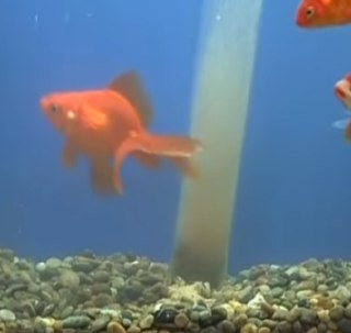 [photo](media:AgADBQADOKkxG0KJmFRyKJCGx9EZ-04vGzMABAEAAwIAA20AA99oAgABFgQ@telegram)