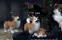 [photo](media:AgADBQADSqgxG8OgsFSa6w0EdcKBdzhi0zIABJ34LRfcycLFpYcCAAEC@telegram)