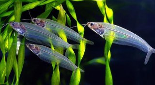 [photo](media:AgADBQADWakxG7zFmVYdzIfL6g-vP8-A-TIABAEAAwIAA20AAzgiAgABFgQ@telegram)