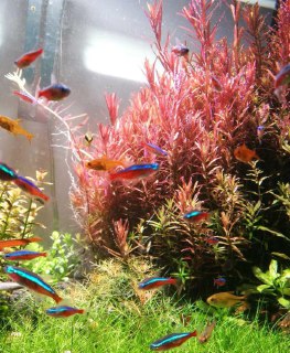 [photo](media:AgADBQADX6kxG8sGUVT1_zwlpVX2zIrDJTMABAEAAwIAA20AA1SOAQABFgQ@telegram)