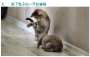 [photo](media:AgADBQADXKgxG6JKSVQvR5VwRXmtXhFt3jIABKmvb0VnE7OllFADAAEC@telegram)