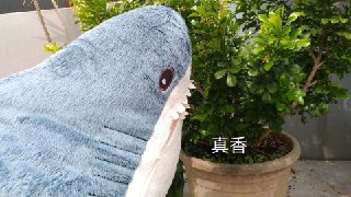 [photo](media:AgADBQADZqgxG8kleFbPMMMwZRqa2vGk-TIABAEAAwIAA20AA1JeAQABFgQ@telegram)