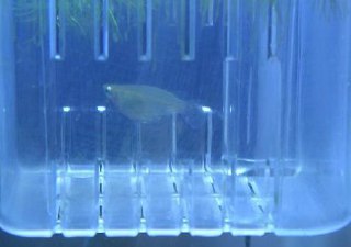 [photo](media:AgADBQAD_6gxGzoxiVa1Lxl_aPaUW8ql-TIABAEAAwIAA20AAzV1AQABFgQ@telegram)