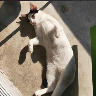 [photo](media:AgADBQAD_KgxG4mh2VeVQ-YuSlfN-aKIAjMABAEAAwIAA20AA-_7AQABFgQ@telegram)