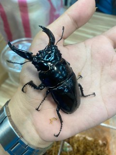 [photo](media:AgADBQADaakxG9IdUVRqoSo7QdShaqLEJTMABAEAAwIAA20AA96XAQABFgQ@telegram)