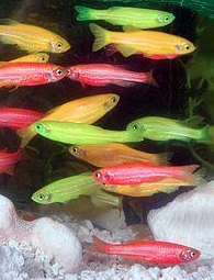 [photo](media:AgADBQADc6gxGz64oVbFa1PC-QoOO1t6-TIABAEAAwIAA20AA6cgAgABFgQ@telegram)